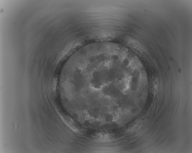 X0000062850742200601272041