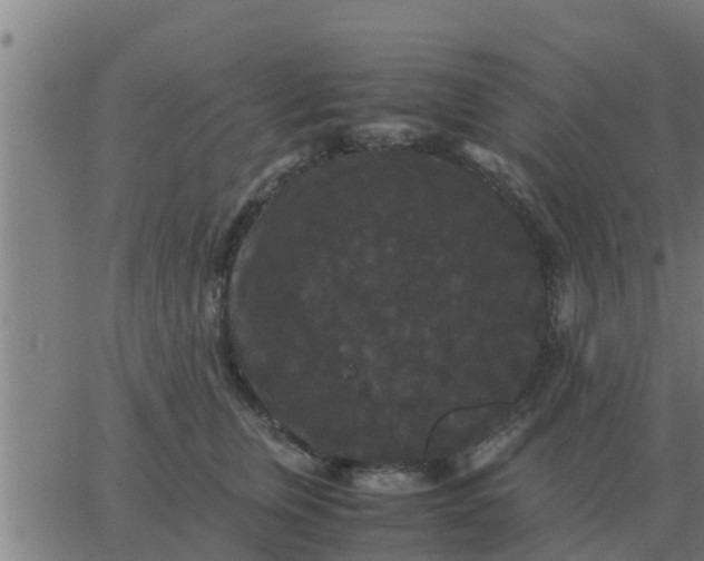 X0000062850759200601272041