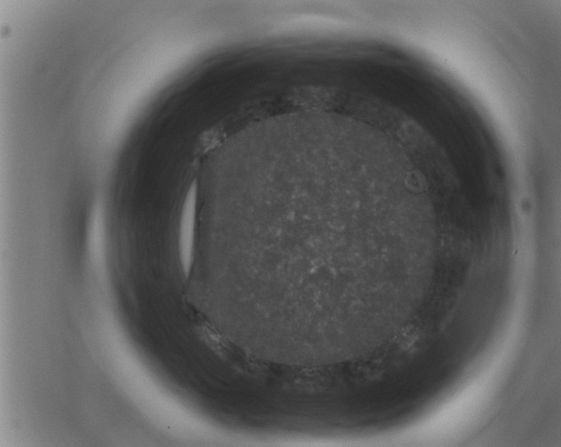 X0000062850765200601272041