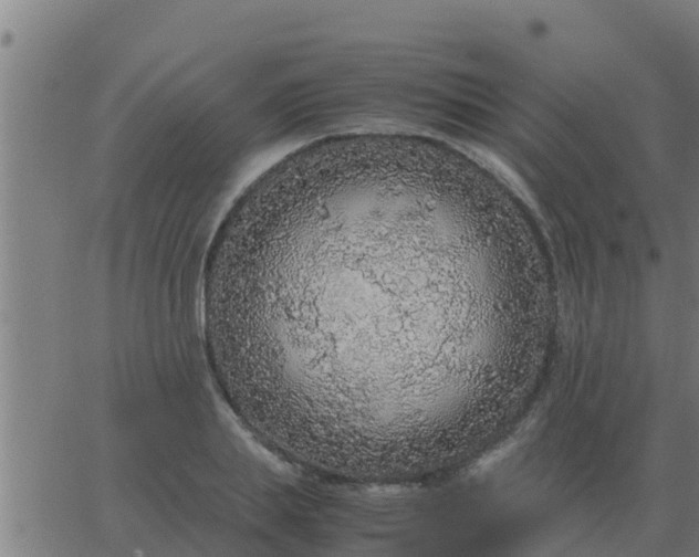 X0000062850839200601272039