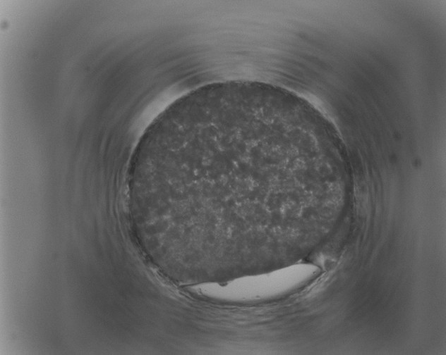 X0000062850879200601272039