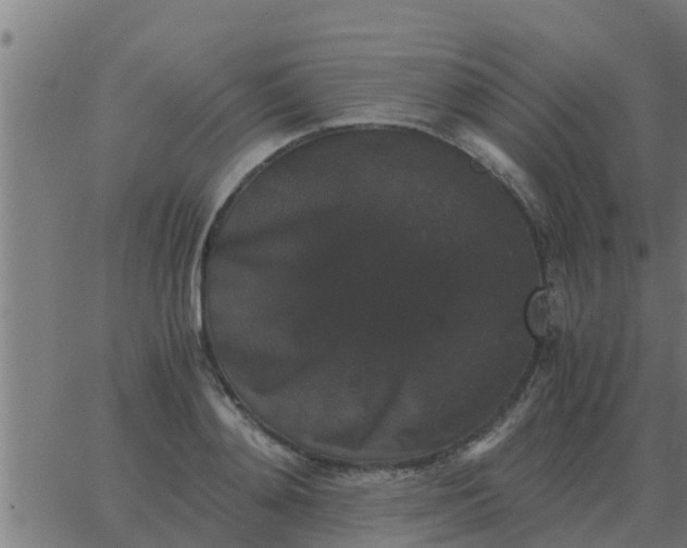 X0000062850892200601272038