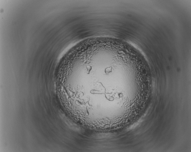 X0000062850925200601272037