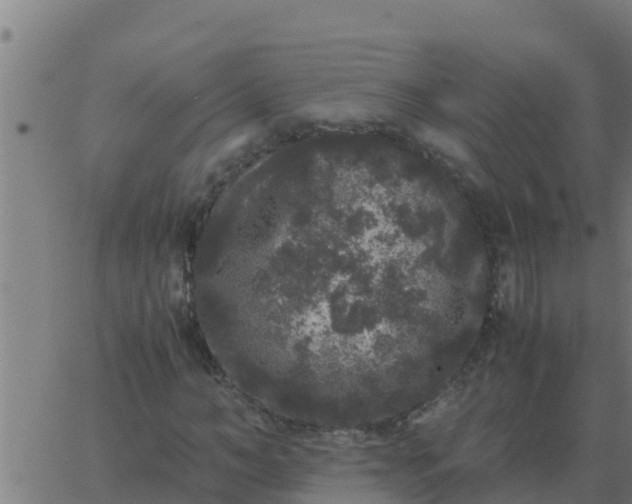 X0000062850966200601272037