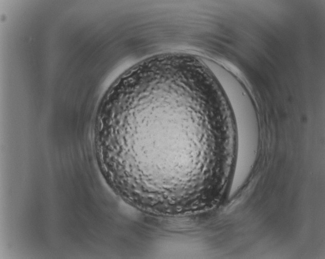 X0000062851007200601272036