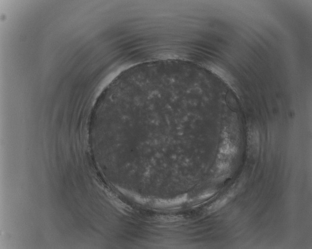 X0000062851023200601272036