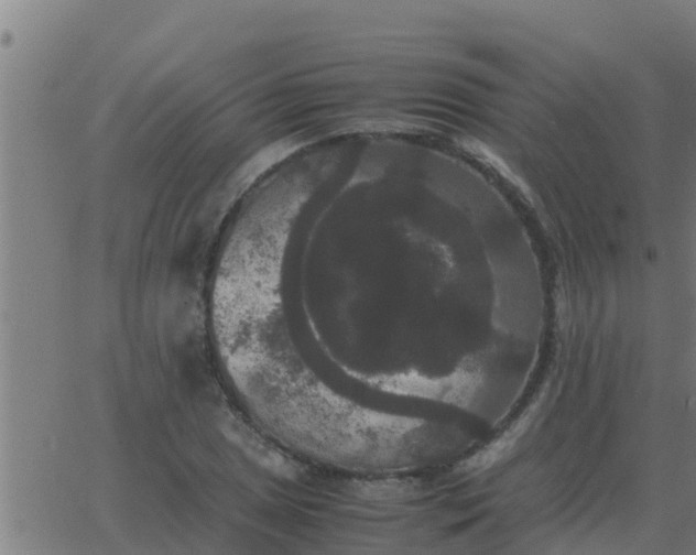 X0000062851025200601272036