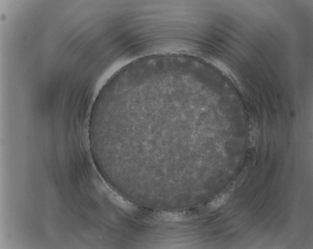 X0000062851086200601272035