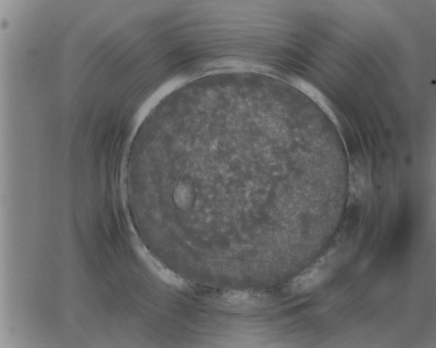 X0000062851098200601272035