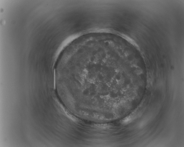 X0000062851223200601272033