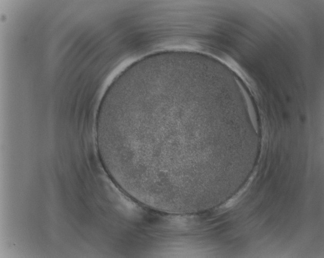 X0000062851240200601272033