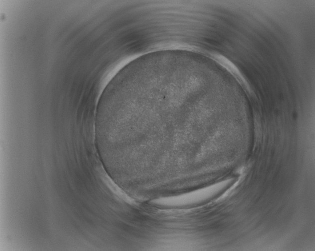 X0000062851244200601272033