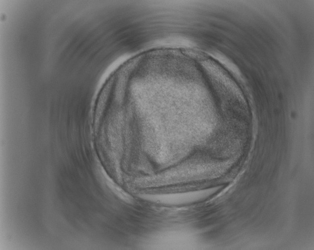 X0000062851248200601272033