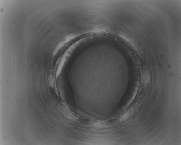 X0000062851262200601272032