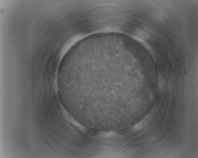 X0000062851278200601272032