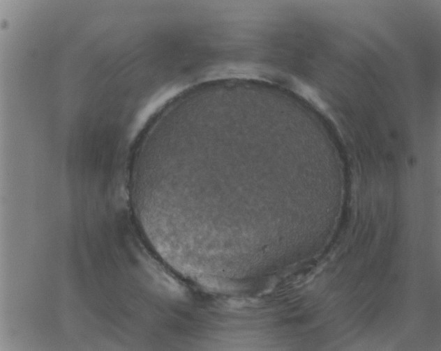 X0000062851312200601272031