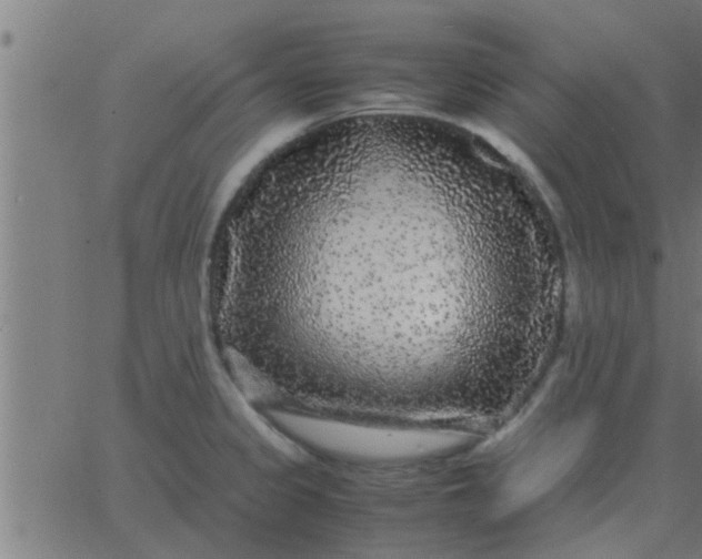 X0000062851333200601272032