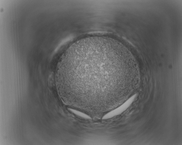 X0000062851351200601272031