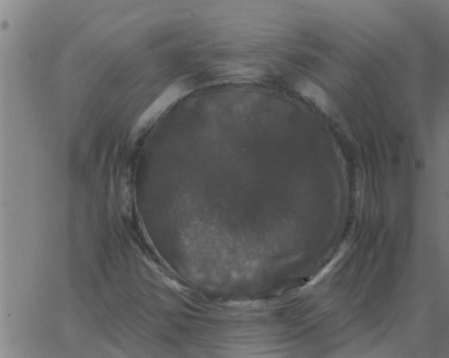 X0000062851354200601272031