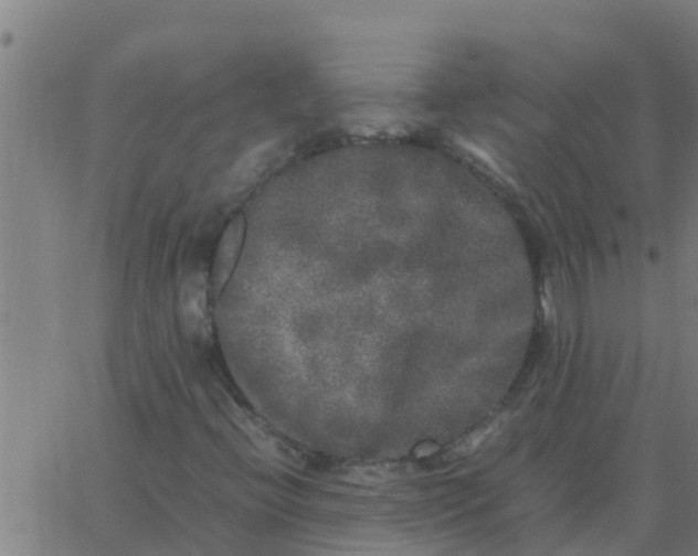 X0000062851396200601272029