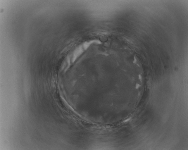 X0000062851397200601272029