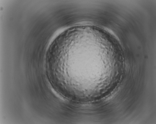 X0000062851421200601272030