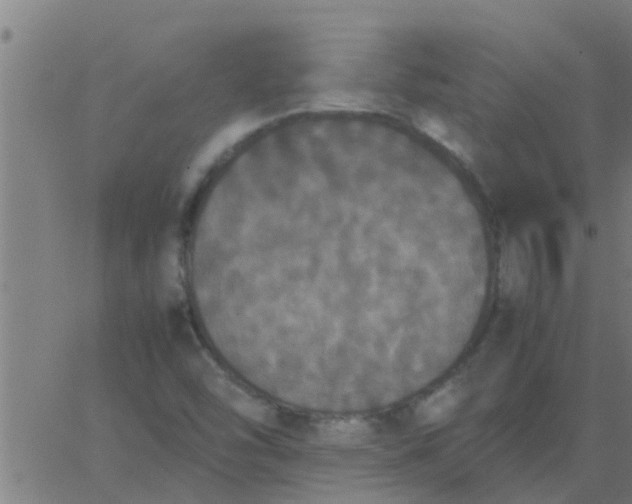 X0000062851454200601272029