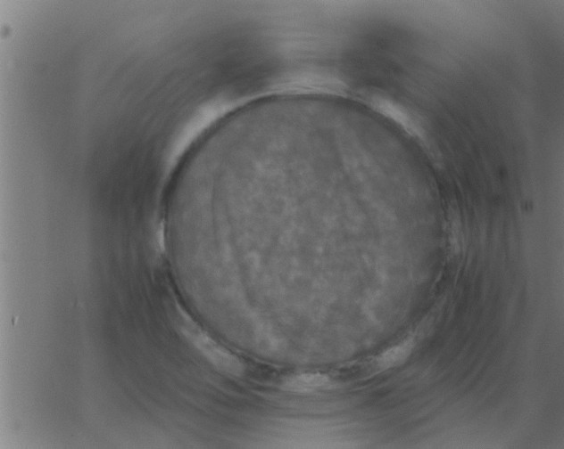 X0000062851462200601272029