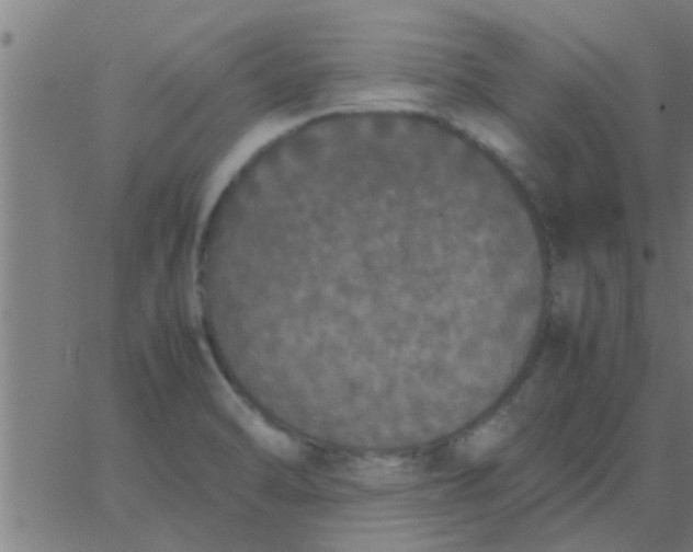 X0000062851470200601272029