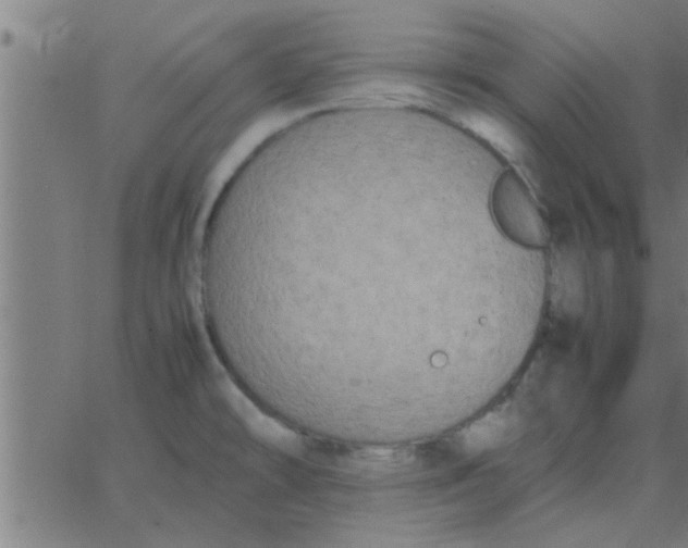 X0000062851478200601272029