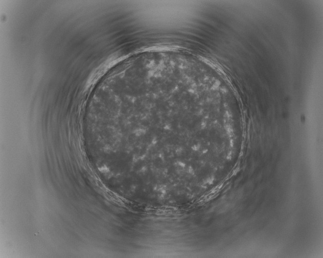 X0000062850337200602031632