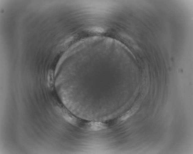 X0000062850528200602031630