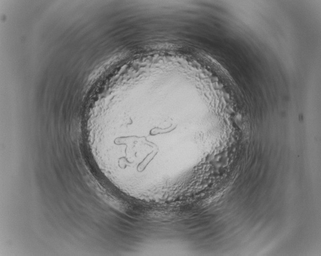 X0000062850725200602031626