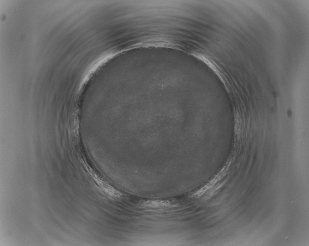 X0000062851115200602031620