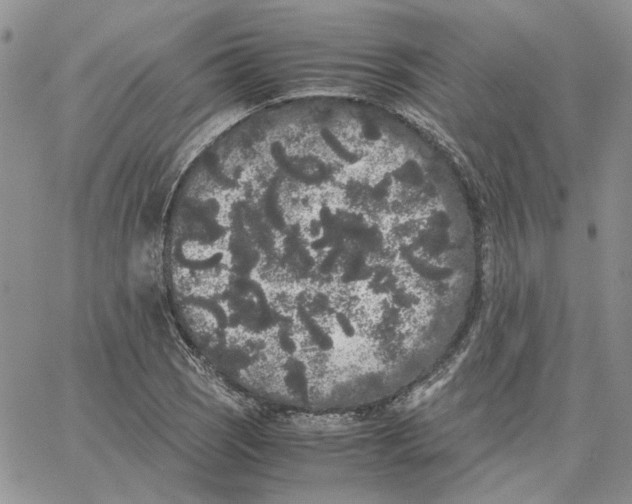 X0000062851121200602031620