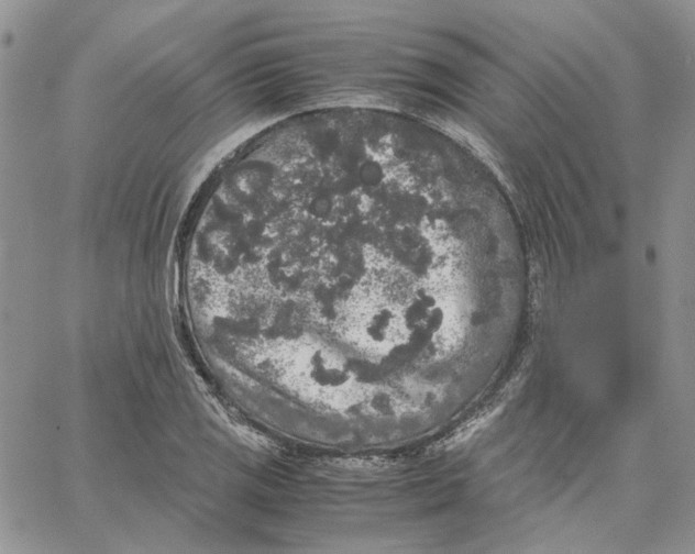 X0000062851125200602031620