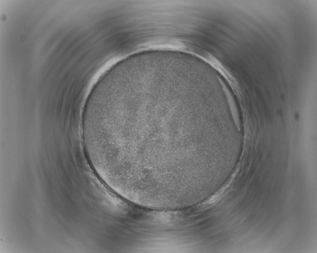 X0000062851240200602031619