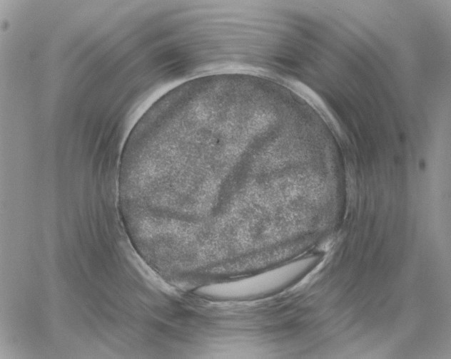 X0000062851244200602031619