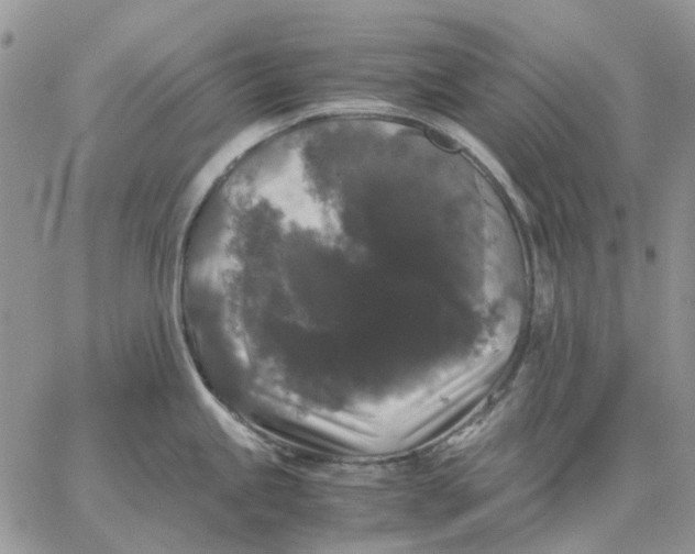 X0000062851245200602031619