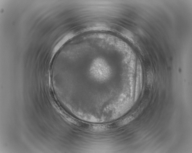 X0000062851274200602031618