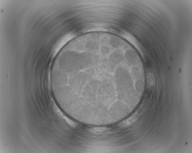 X0000062851290200602031617