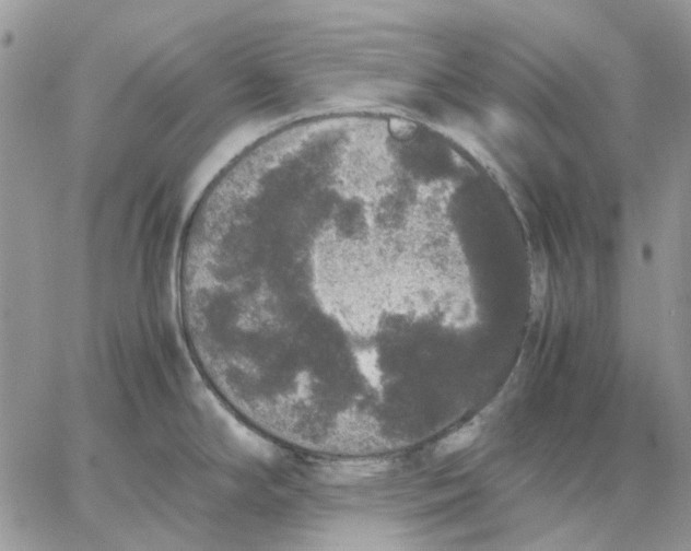 X0000062851294200602031617