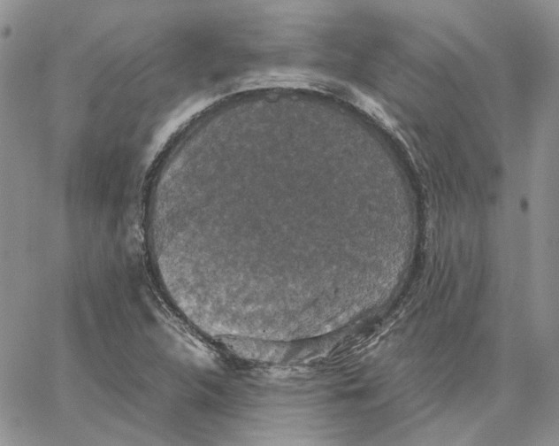 X0000062851312200602031617