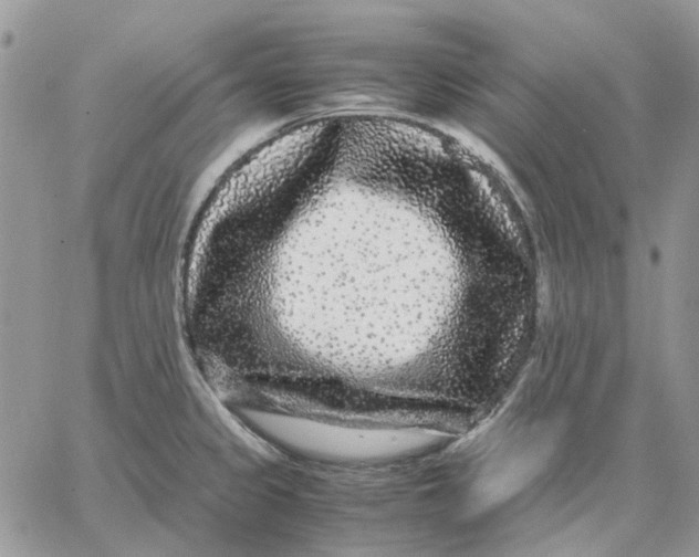 X0000062851333200602031617