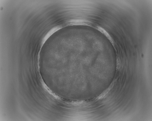 X0000062851386200602031616