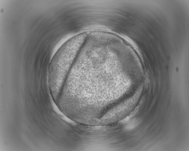 X0000062851390200602031616