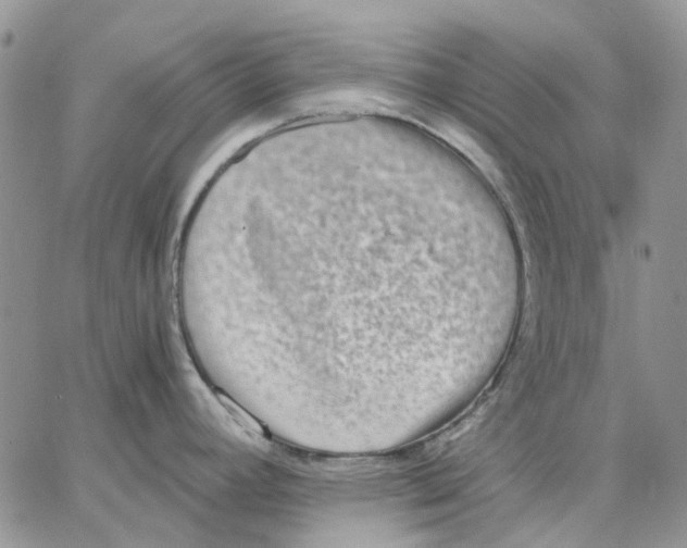 X0000062851392200602031616