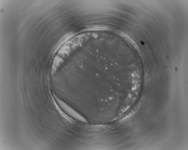 X0000062851425200602031615