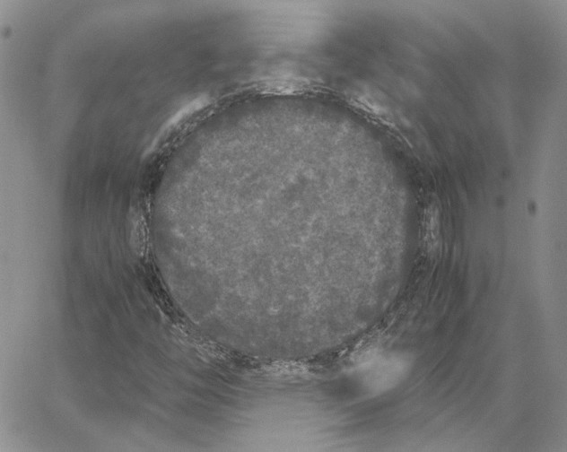 X0000062851446200602031615