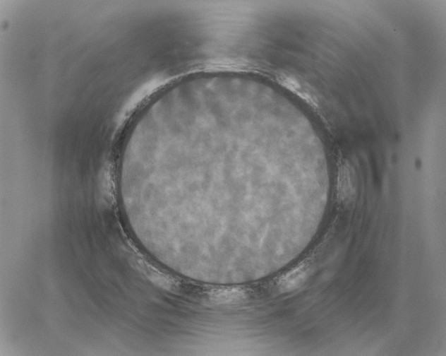 X0000062851454200602031615